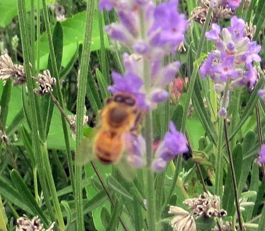 Bienchen im Lavendel