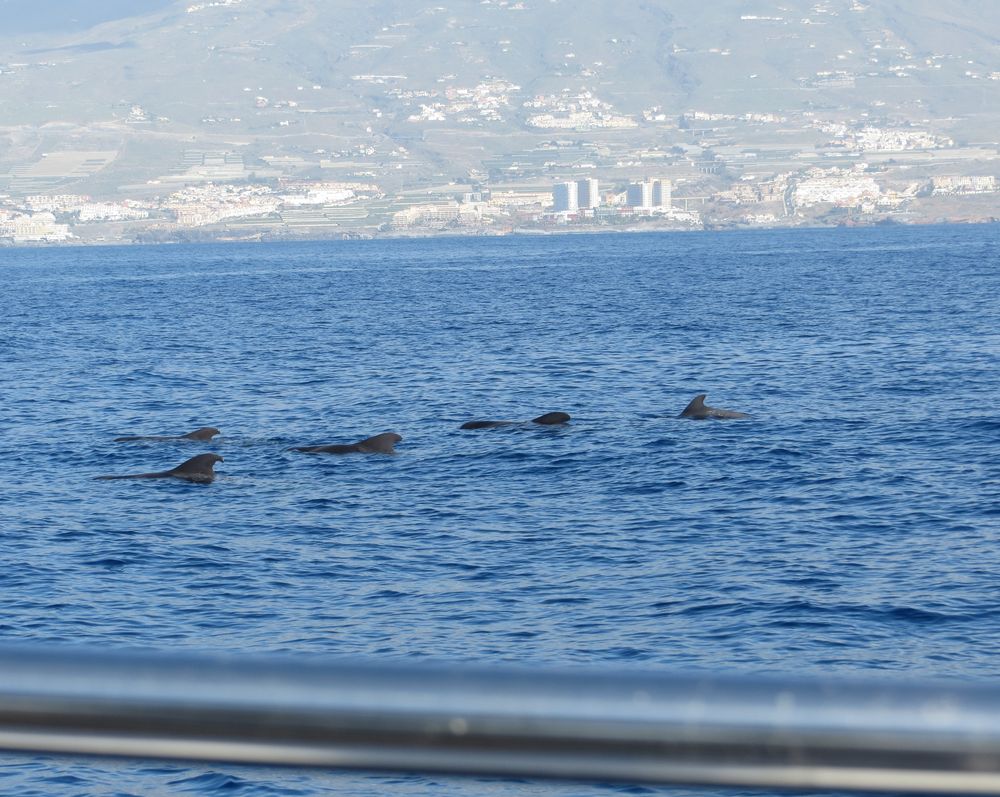 Wale beobachten auf Teneriffa