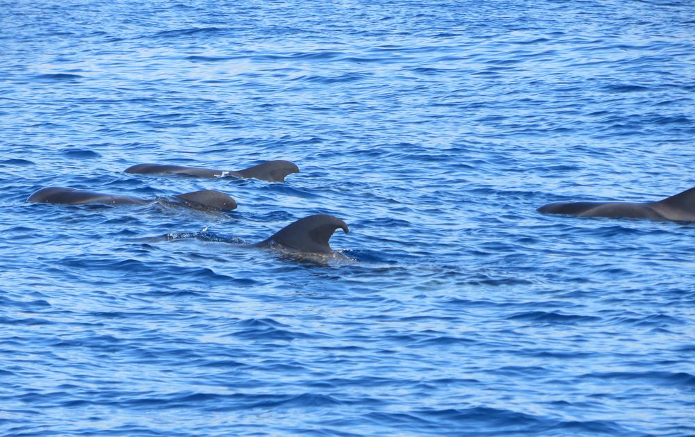 Wale auf Teneriffa